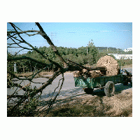 提供黄连木价格，15公分黄连木价格 20公分黄连木价格