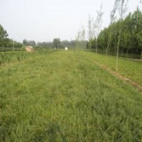 麦冬草_青叶麦冬草_中叶麦冬草_小叶麦冬草_细叶麦冬草_r日本矮麦