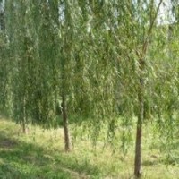 现在10公分垂柳价格现在垂柳小苗价格.当年垂柳小苗价格