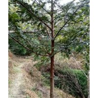 地径1-14公分红豆杉苗