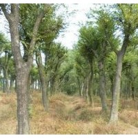 丛生多杆10公分朴树价格丛生多杆朴树价格精品朴树价格