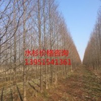 供应15公分水杉 水杉树