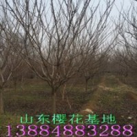 樱花基地--低价直销