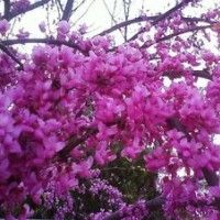 供应紫荆的品种 羊蹄甲的特征 宫粉紫荆 同 紫荆树技术