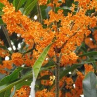 供应桂花苗 广西牌桂花树 丹桂 四季桂 银桂 八月桂等品种