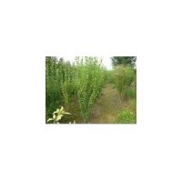 木槿价格 紫荆价格 木槿基地 南京木槿