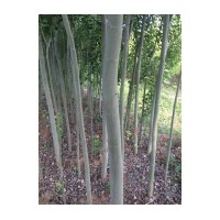 供应新疆杨 山桃