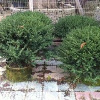 基地出售冬青球 灌木