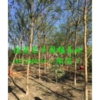 5公分国槐价格，5公分国槐(图)