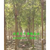 8公分国槐价格，8公分国槐树