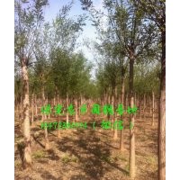 12公分国槐价格，12公分国槐树