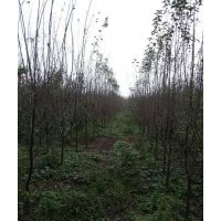 西府海棠 3公分 4公分 北美海棠