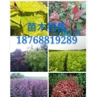 专供彩叶苗木，速生红叶李，中华太阳李，红叶李 ，紫叶矮樱