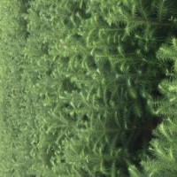 供应速生杉苗，2代3代良种速生杉木苗8至10年能成材