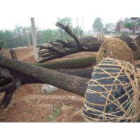 刺槐国槐1-20公分刺槐国槐