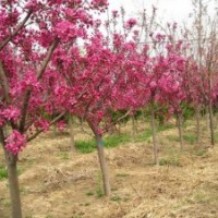 供应北美海棠，4-13公分，精品