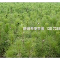 湿地松树苗批发，湿地松营养杯苗供应，包成活！