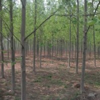 基地供应1-15公分法国梧桐