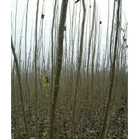 速生杨杨树苗、花椒苗、毛桃苗、桃树苗、梨树苗、国槐、法桐低价