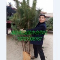 50公分黑松苗基地