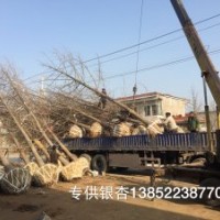 江苏银杏树价格 -银杏基地