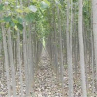 毛白杨.窄冠毛白杨.山东毛白杨