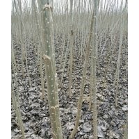 速生杨树苗花椒苗桃树苗泡桐冬青苗栾树大叶女贞低价供应量大