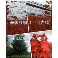 供应美国红枫十月光辉、秋火焰