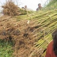 大量销售8公分垂柳价格 15公分垂柳价格