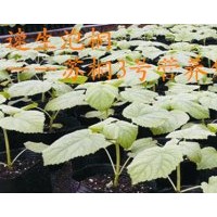 供应营养袋泡桐苗