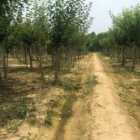 哪里有红梅树？去哪买红梅树最经济实惠。