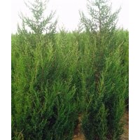 低价出售自己家的侩柏