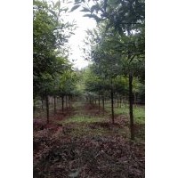 我要卖苗木栾树,桢楠,香樟