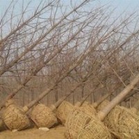 银杏树价格行情|兴隆银杏|银杏树价格行情表