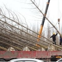 兴隆银杏,银杏树,银杏树产地