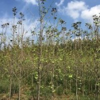 山东银杏价格|兴隆银杏|山东银杏价格表。。