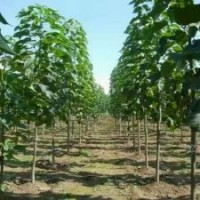供应2-15公分楸树，梓树小苗