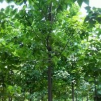 供应1-2公分楸树小苗，梓树小苗一年苗