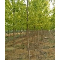 金叶复叶槭5-6-7-8-9-10公分