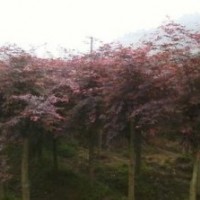 精品红枫价格20公分精品红枫销售