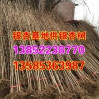 河北银杏小苗价格_银杏小苗价格_兴隆银杏(多图)