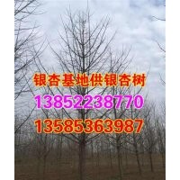 江苏银杏小苗价格_银杏小苗价格_兴隆银杏(图)