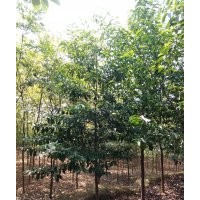 出售七成货桂花十一十二乐昌含笑五到十香泡十到二十