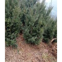 供应曼地亚红豆杉枝叶、曼地亚红豆杉枝条、珙桐苗、青枫苗