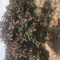 乌鲁木齐五一农场出售大小叶白蜡、白桦、金叶榆、夏橡、北美海棠