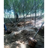 2--5米精品白皮松，7--9公分紫叶李便宜