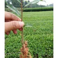 茶苗基地，茶苗之乡，四川茶苗，雅安茶苗