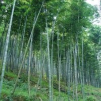 供应粤桂特色毛竹基地 楠竹的林区 毛竹的加工 楠竹苗圃