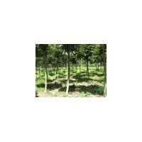 杜仲价格 杜仲草药 杜仲叶 杜仲基地