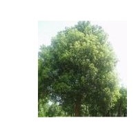 乌桕价格 无患子价格 乌桕基地 南京乌桕